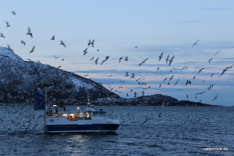 M&ouml;wen begleiten ein Fischerboot an der norwegischen K&uuml;ste bei der Insel Sommaroy